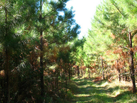 Hoolie Bacon Trail 111 Hoolie Bacon Trail 111