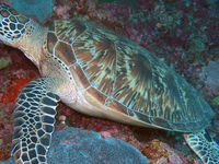 Sipadan Diving Site