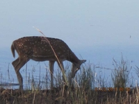 Antler Drinking Water From Tadoba Lake