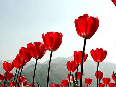 Indira Gandhi Memorial Tulip Garden