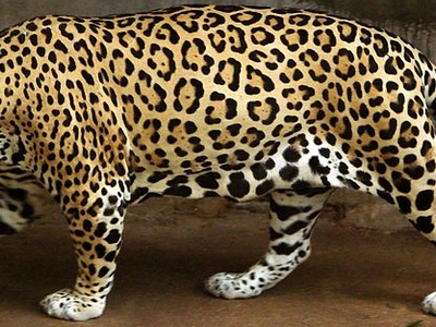National Zoological Gardens