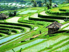 Bali Rice Paddy Trekking