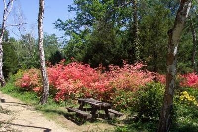Jeli Arboretum