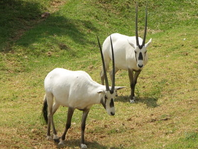 Johannesburg Zoo