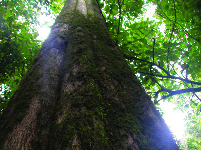 Kakamega Forest National Reserve