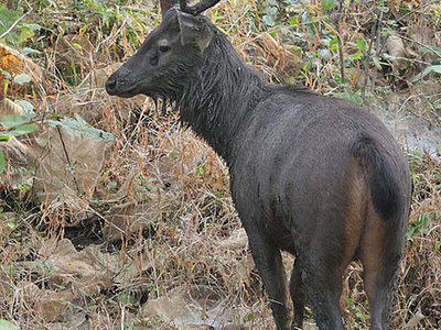 Karlapat Wildlife Sanctuary