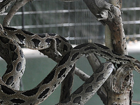 Katraj Snake Park Katraj Snake Park