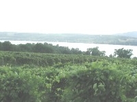 Penn Yan