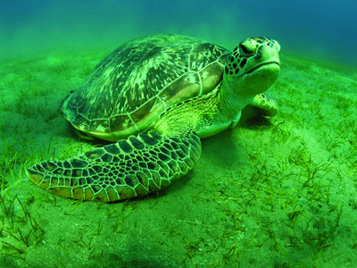 Kiunga Marine National Reserve