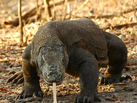 Komodo Adventure 4 Days
