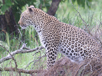 Kruger National Park