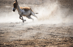 Kutch Desert Wildlife Sanctuary