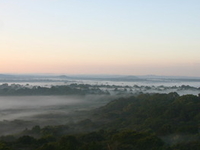 Kakamega Forest