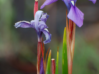 Kitulo National Park