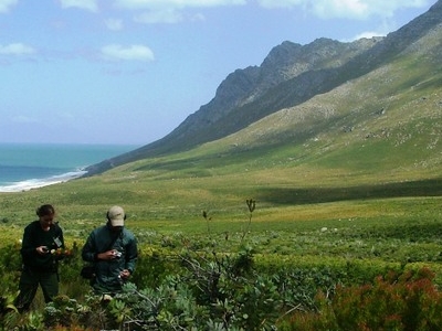 Fynbos