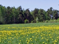 Landscape between Brańsk and Boćki Communes. Landscape between Brańsk and Boćki Communes.