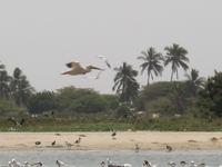Langue de Barbarie National Park