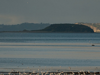 Las Gaviotas