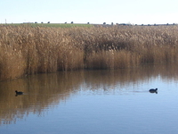 Las Tablas de Daimiel National Park
