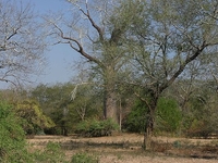 Lengwe National Park
