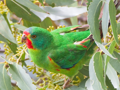 Ulladulla to Merimbula Important Bird Area