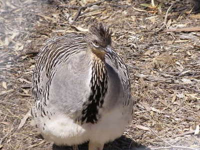 Wyperfeld, Big Desert and Ngarkat Important Bird Area