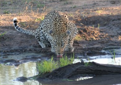 Timbavati Game Reserve