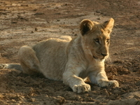Madikwe Game Reserve