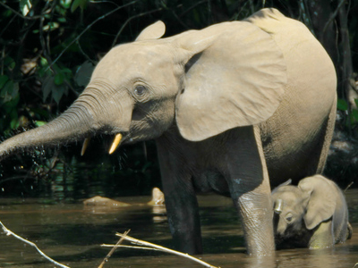 Minkebe National Park