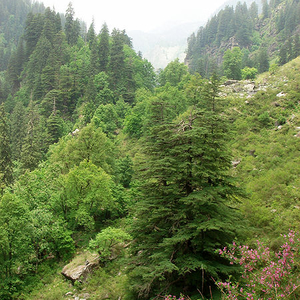 Manali Wildlife Sanctuary