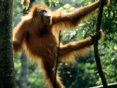 Gunung Leuser National Park