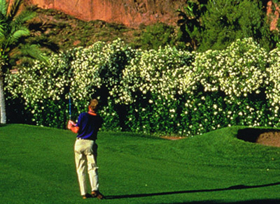 Marriott's Mountain Shadows Resort & Golf Club