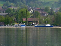 Maur