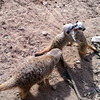 Meerkats At  Belfast  Zoo