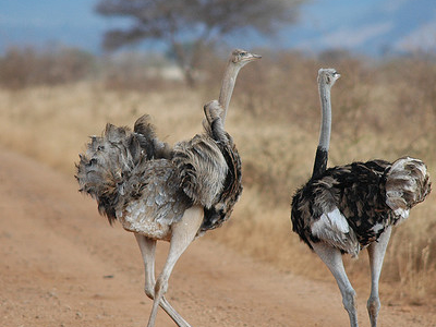 Meru National Park Meru National Park