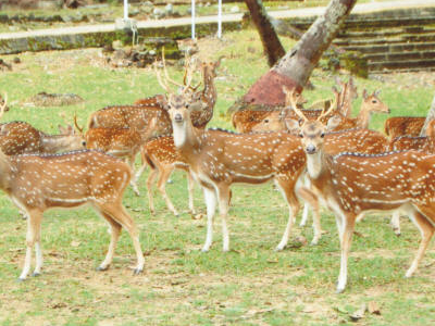 Mini Zoo Mini Zoo