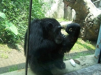 Chapultepec Zoo Chapultepec Zoo