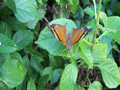 Butterfly Garden Butterfly Garden