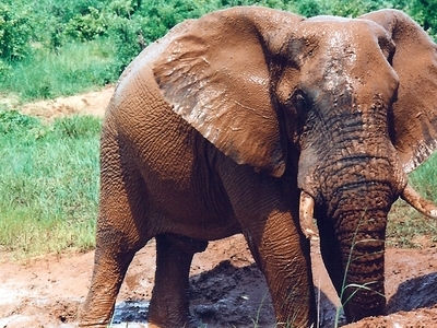 Hwange National Park