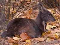 Kedarnath Wild Life Sanctuary