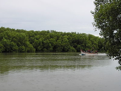 Muthupettai Mangrove Forest