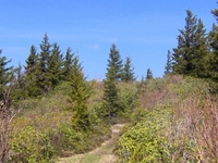 Maddron Bald Trail