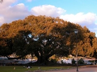 Moreton Bay Fig Tree
