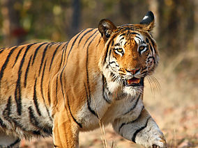 Nagzira Wildlife Sanctuary