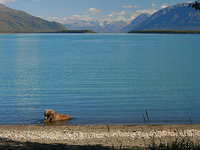 Naknek Lake