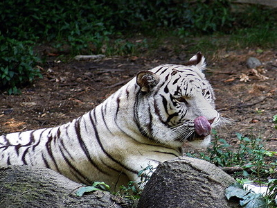 Nandan Kanan White Tiger Safari