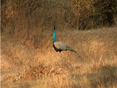 Narsinghgarh Wildlife Sanctuary