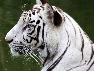 National Zoological Park
