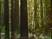 Navarro River Redwoods State Park Navarro River Redwoods State Park