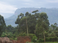 Mbale